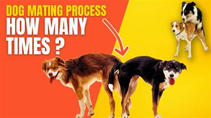 How do you get a dog to release a bite?