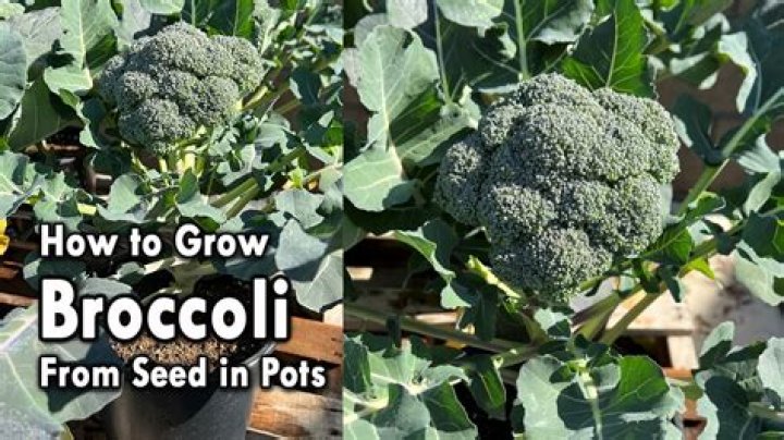 How do you raise broccoli?