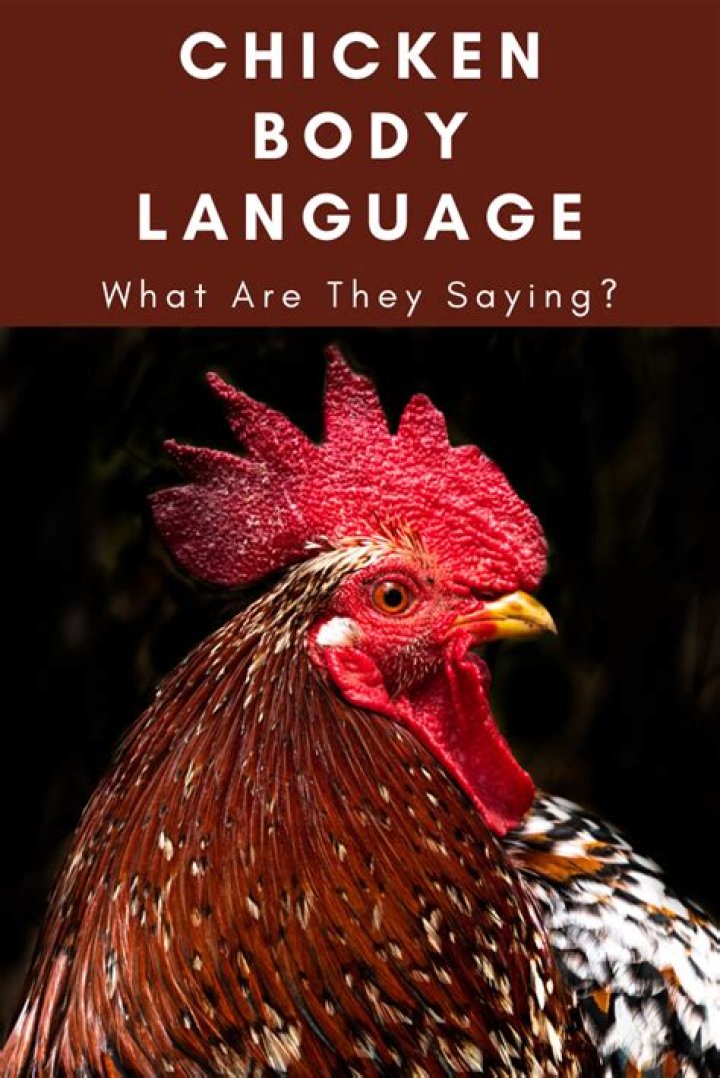 How do you read a chicken body language?