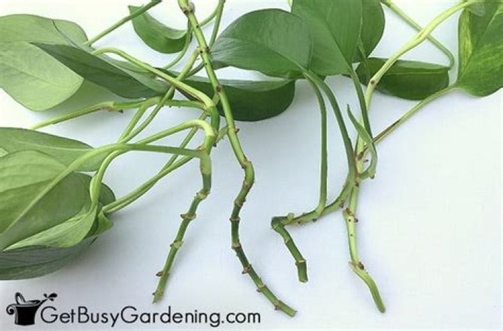 How do you take cuttings from Devils Ivy?