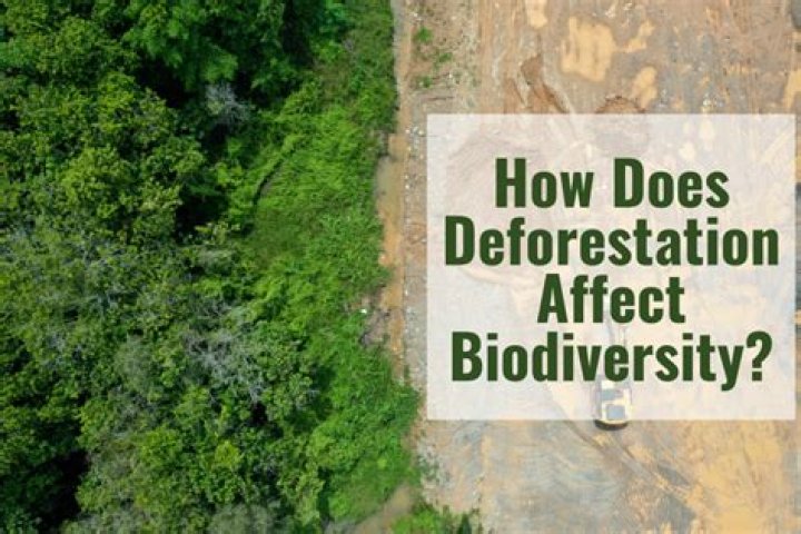 How does biomass affect deforestation?
