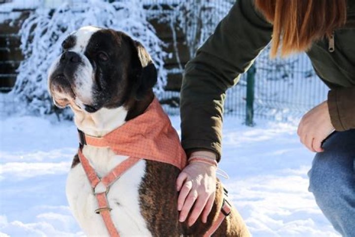 How dogs recognize their owners?