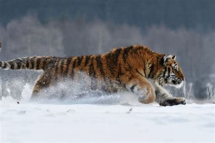 How fast can a tiger run?