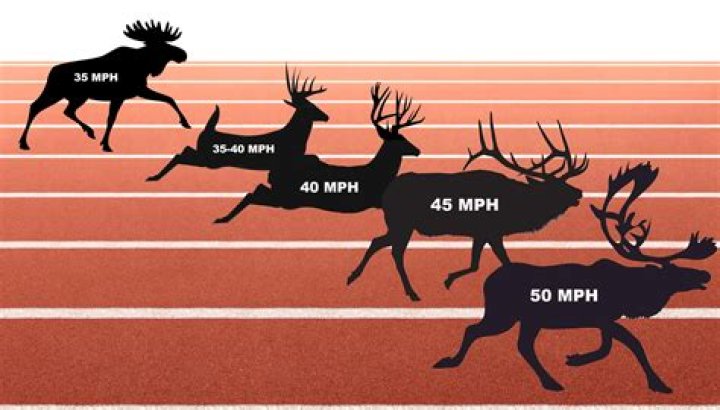 How fast is a deer?
