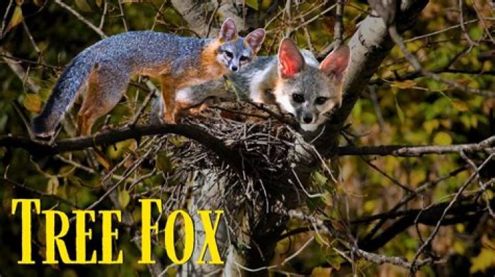 How high can a fox climb a tree?