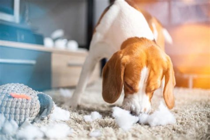 How long will it take a dog to pass something?