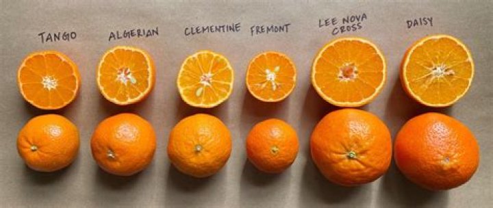 How many oranges did the Titanic have?
