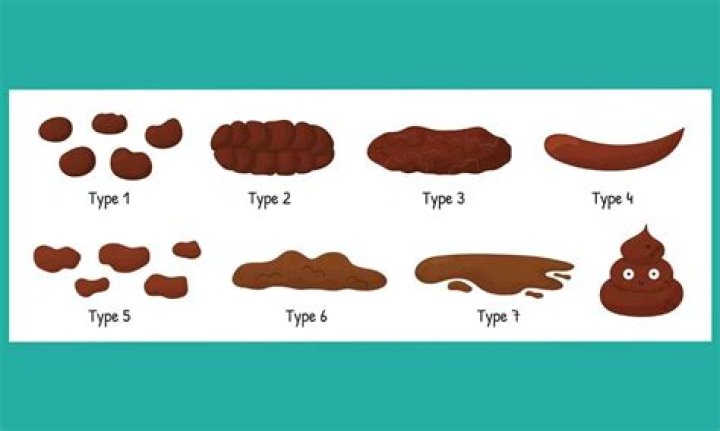 How much does a average person poop?