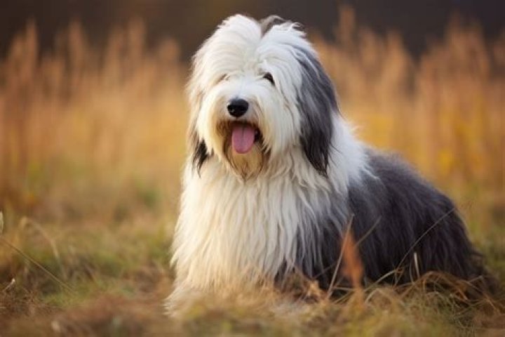How much is a Polish sheepdog?