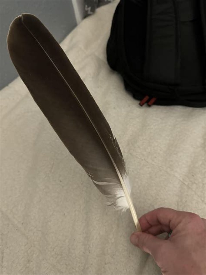 How much is an eagle feather worth?