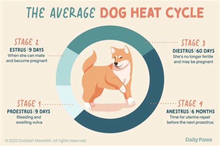 How often does a pig go into heat?