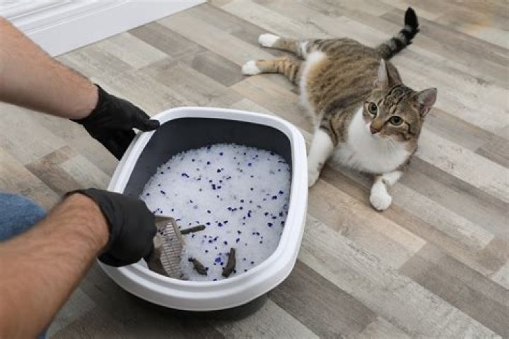 How often should cat litter be changed?