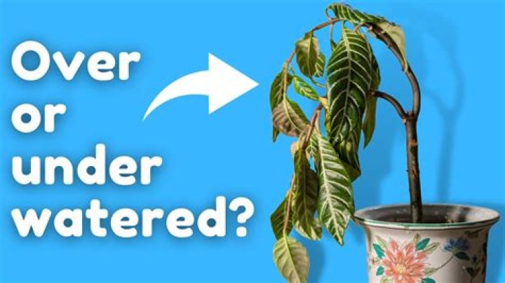 How often should Devils Ivy be watered?