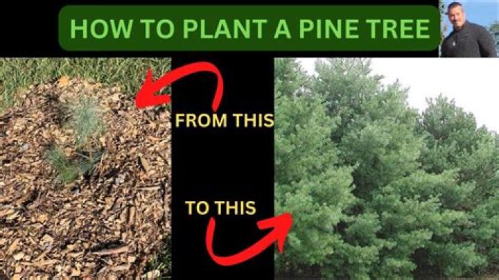 How often should planted pines be thinned?