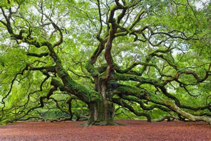 How old is oak tree?