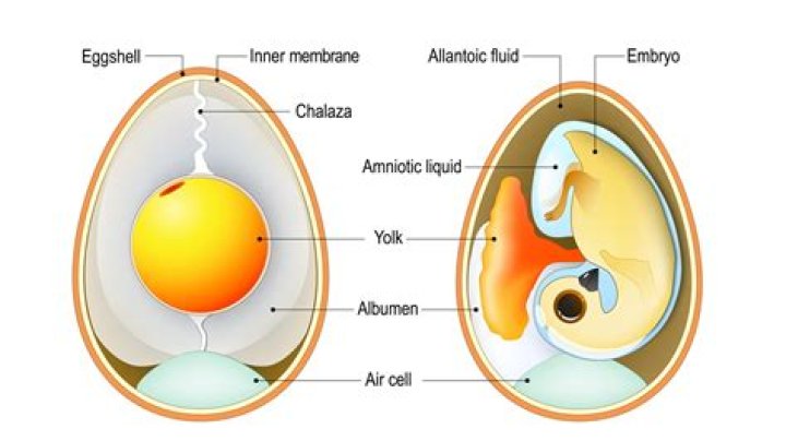 How rare is an egg inside an egg?