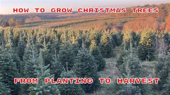 How small can a Christmas tree farm be?