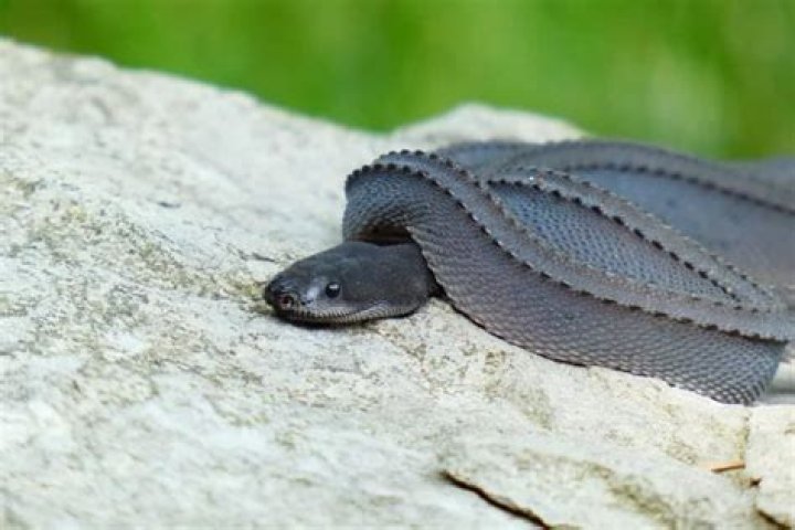 Is a dragon snake poisonous?
