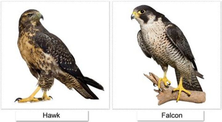 Is a falcon a hawk?