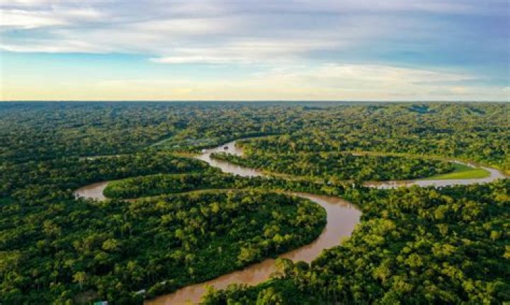 Is a forest an economic resource?