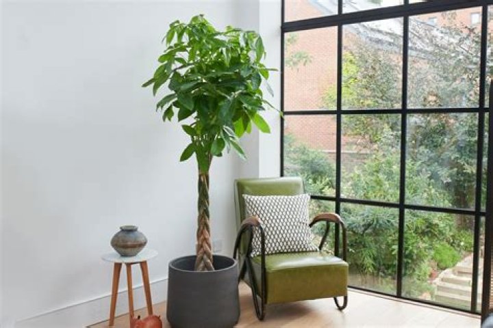 Is a money tree poisonous?