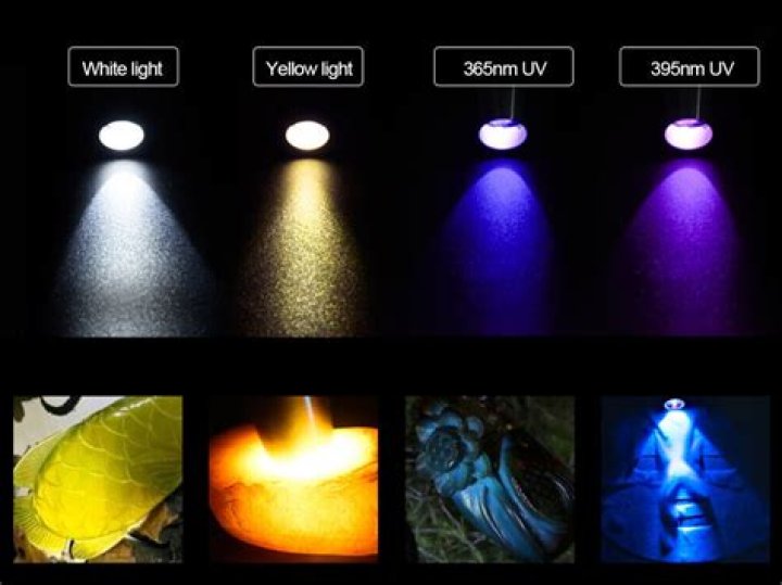 Is an LED light the same as a black light?