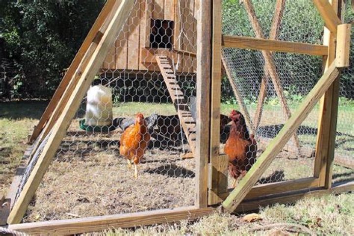 Is basil safe for chickens?