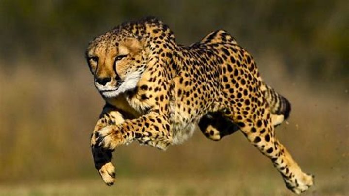 Is Bolt as fast as a cheetah?