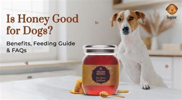 Is Honey Good for leaky gut?