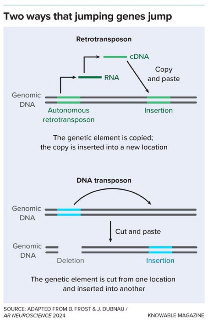 Is jumping genetic?