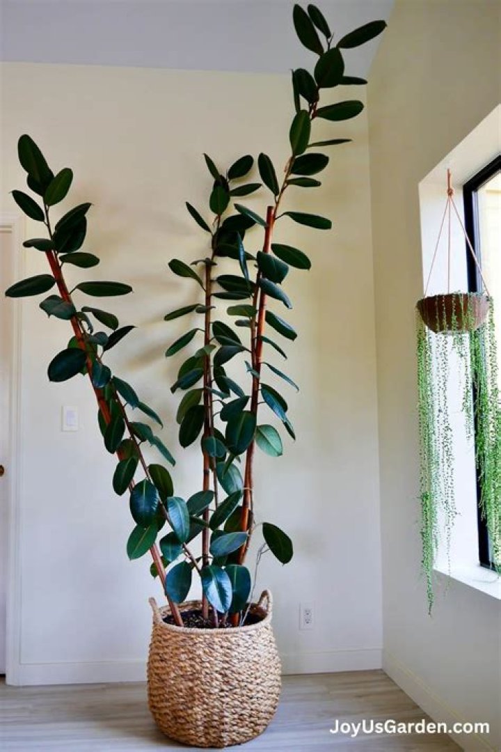 Is money tree A Ficus?