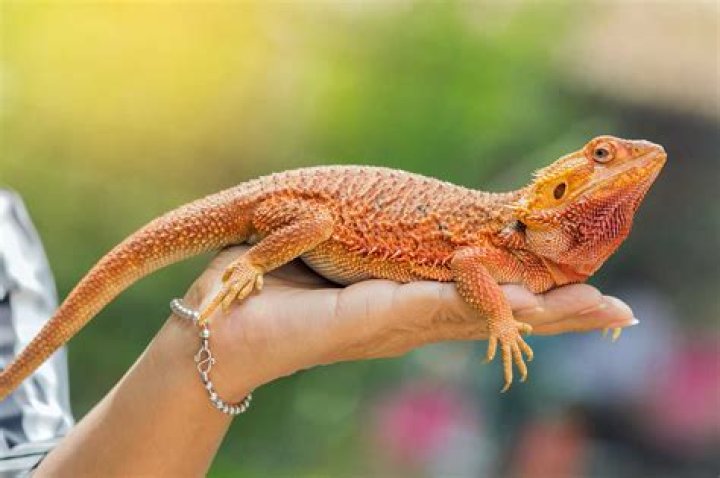 Is mush a pet name?