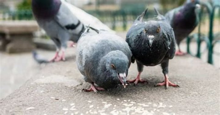 Is rice harmful to pigeons?