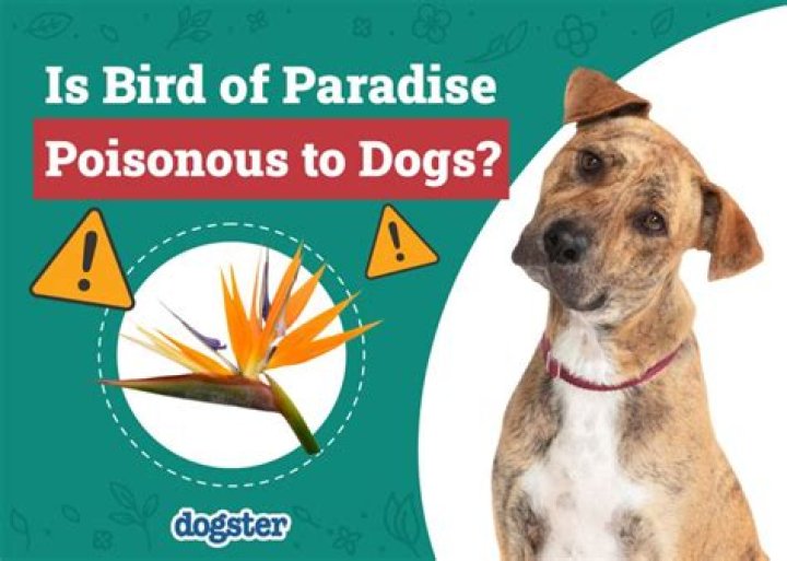 Is rust poisonous to dogs?