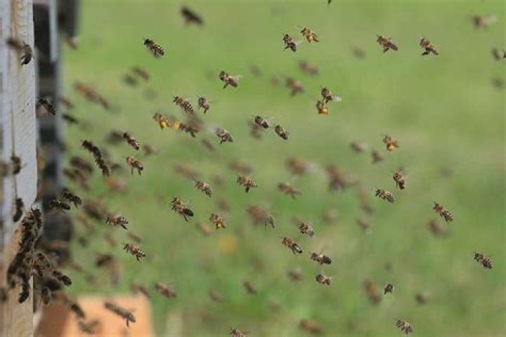 Is smoking bees cruel?