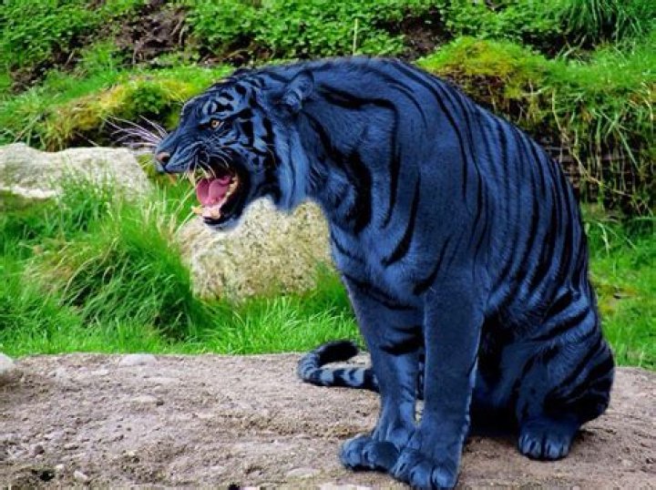 Is there a blue tiger?