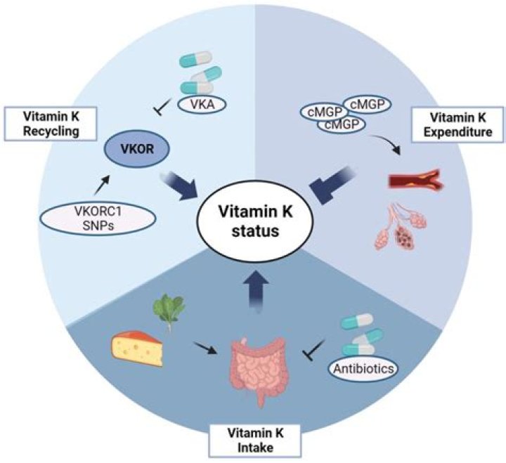 Is there vitamin K in shrimp?