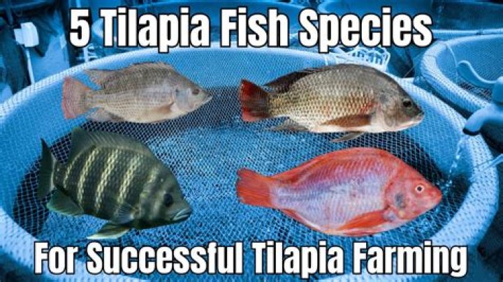 Is tilapia a real fish or is it genetically engineered?