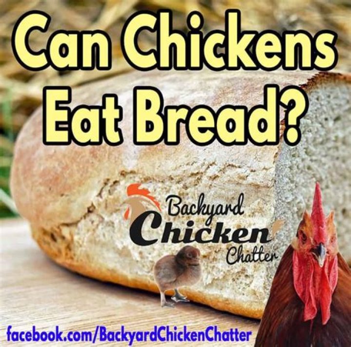 Should chickens eat bread?