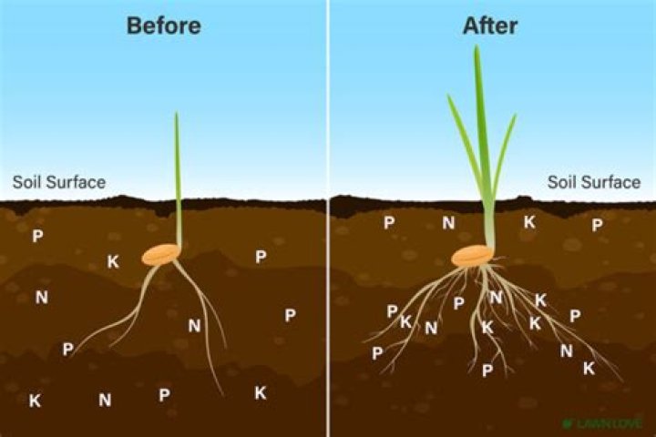 Should grass be dry before fertilizing?