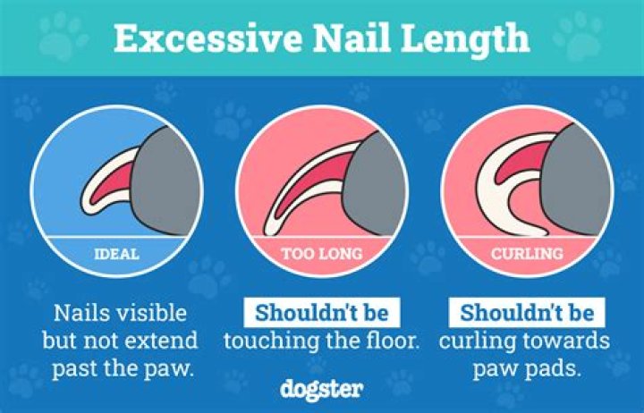 Should I clip my rats nails?