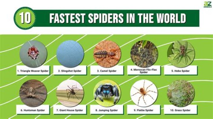 What's the fastest spider?