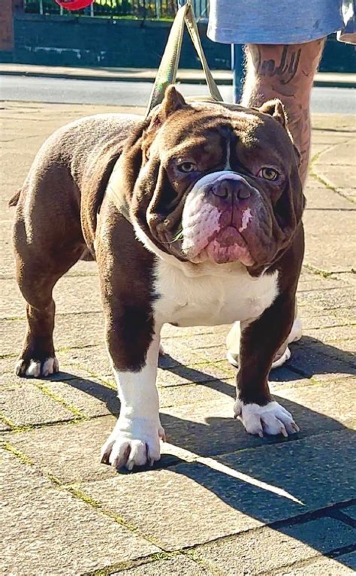 What 2 dogs make a exotic bully?