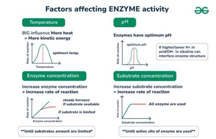 What 2 factors have the greatest impact on enzyme function?