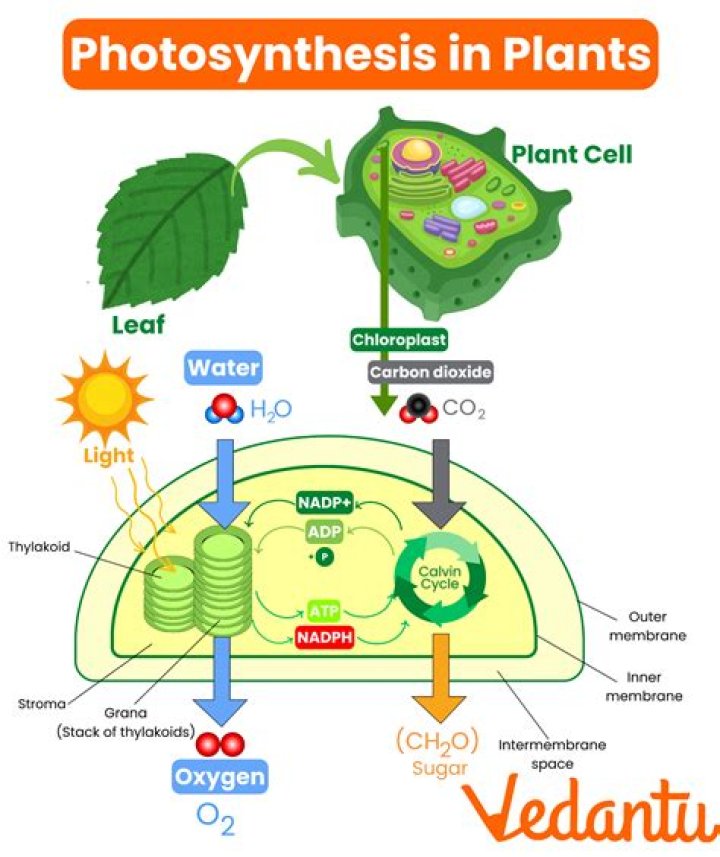 What 5 things are needed for photosynthesis?