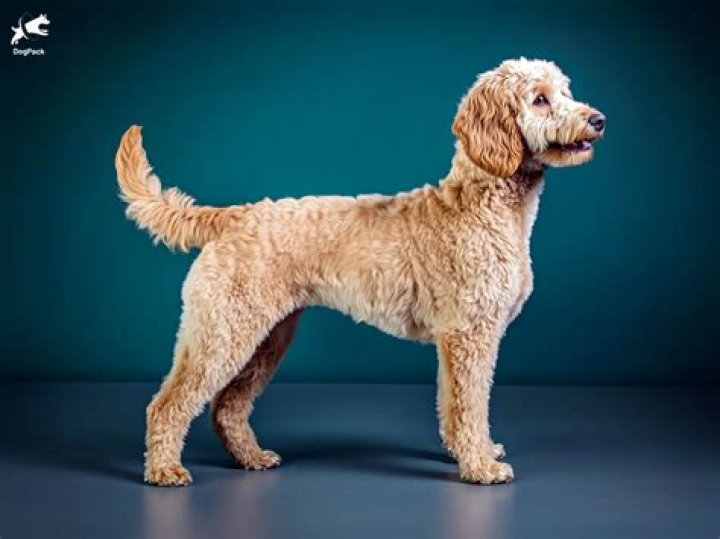 What age is a Labradoodle fully grown?
