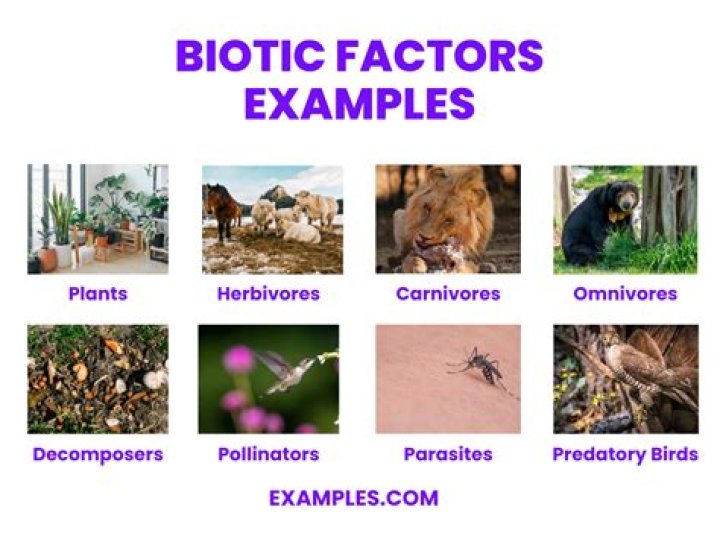 What are biotic factors and give an example?