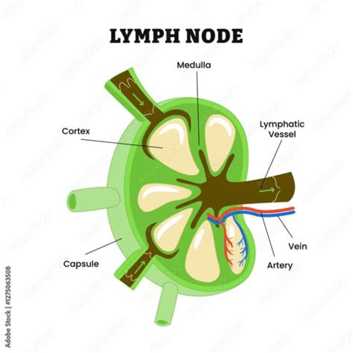 What are lymph nodes for?