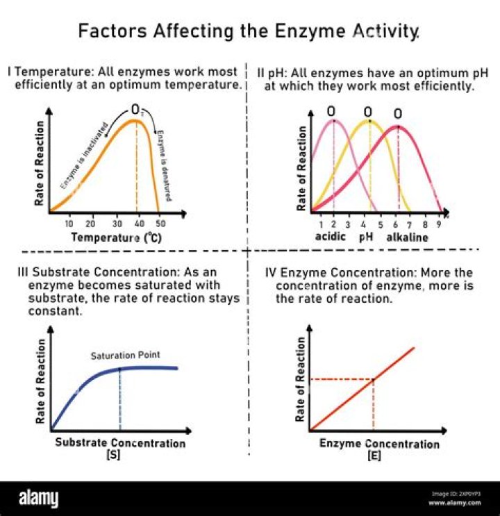 What are the 4 factors that affect enzymatic function?