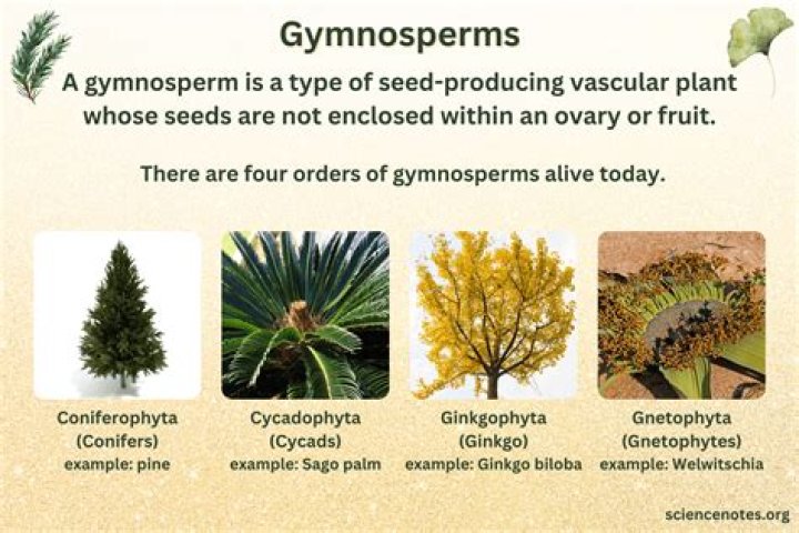 What are the 4 gymnosperms?